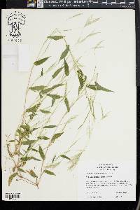 Arthraxon hispidus image
