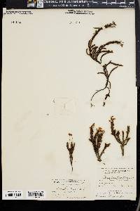 Phyllodoce caerulea image