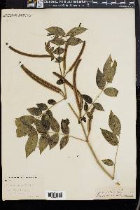 Senna occidentalis image