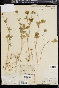 Trifolium ciliatum image