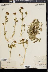 Trifolium involucratum image