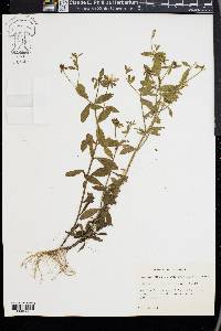 Sabatia calycina image