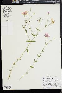 Sabatia campanulata image