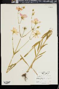 Sabatia dodecandra image