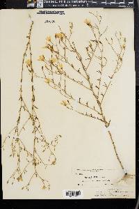 Sabatia elliottii image