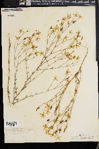 Sabatia elliottii image