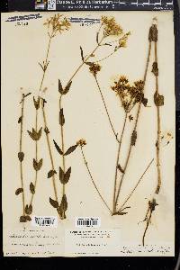 Sabatia lanceolata image