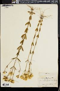 Sabatia paniculata image