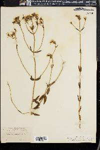 Sabatia paniculata image