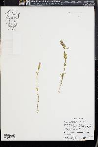 Xestaea lisianthoides image