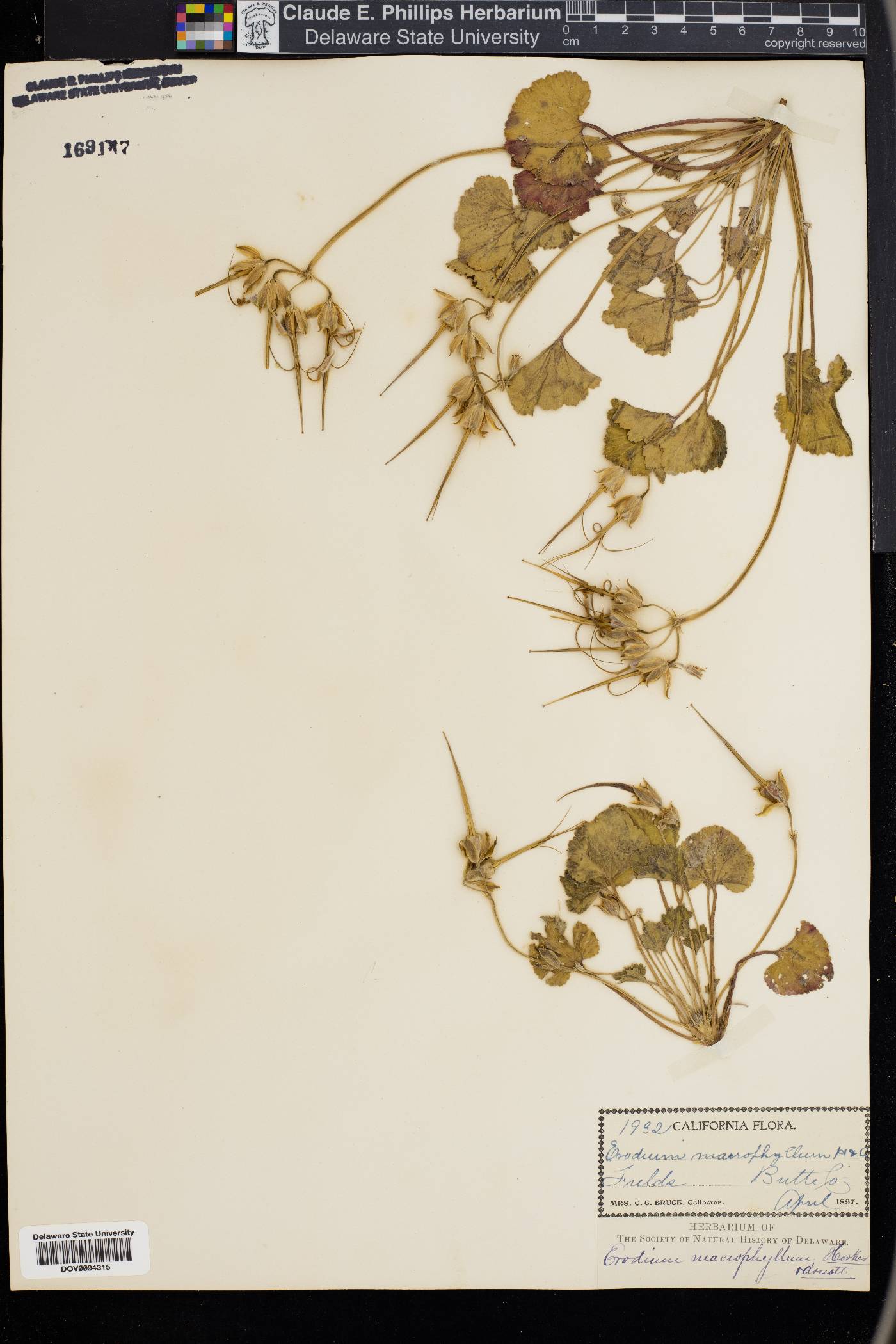 Erodium macrophyllum image