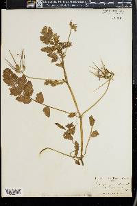 Erodium moschatum image