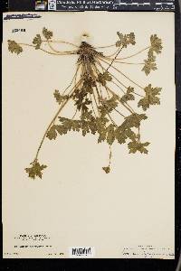 Geranium atropurpureum image