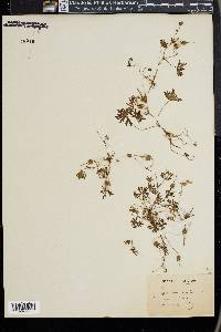 Geranium columbinum image