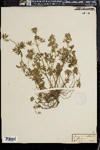 Geranium dissectum image