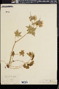 Geranium erianthum image