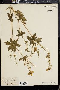 Geranium incisum image
