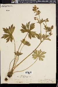 Geranium incisum image