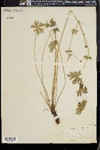 Geranium incisum image