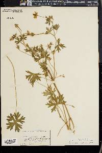 Geranium incisum image