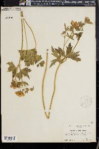 Geranium incisum image