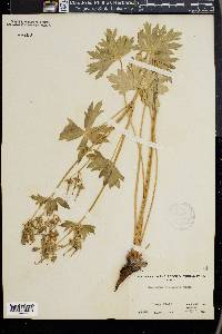 Geranium incisum image