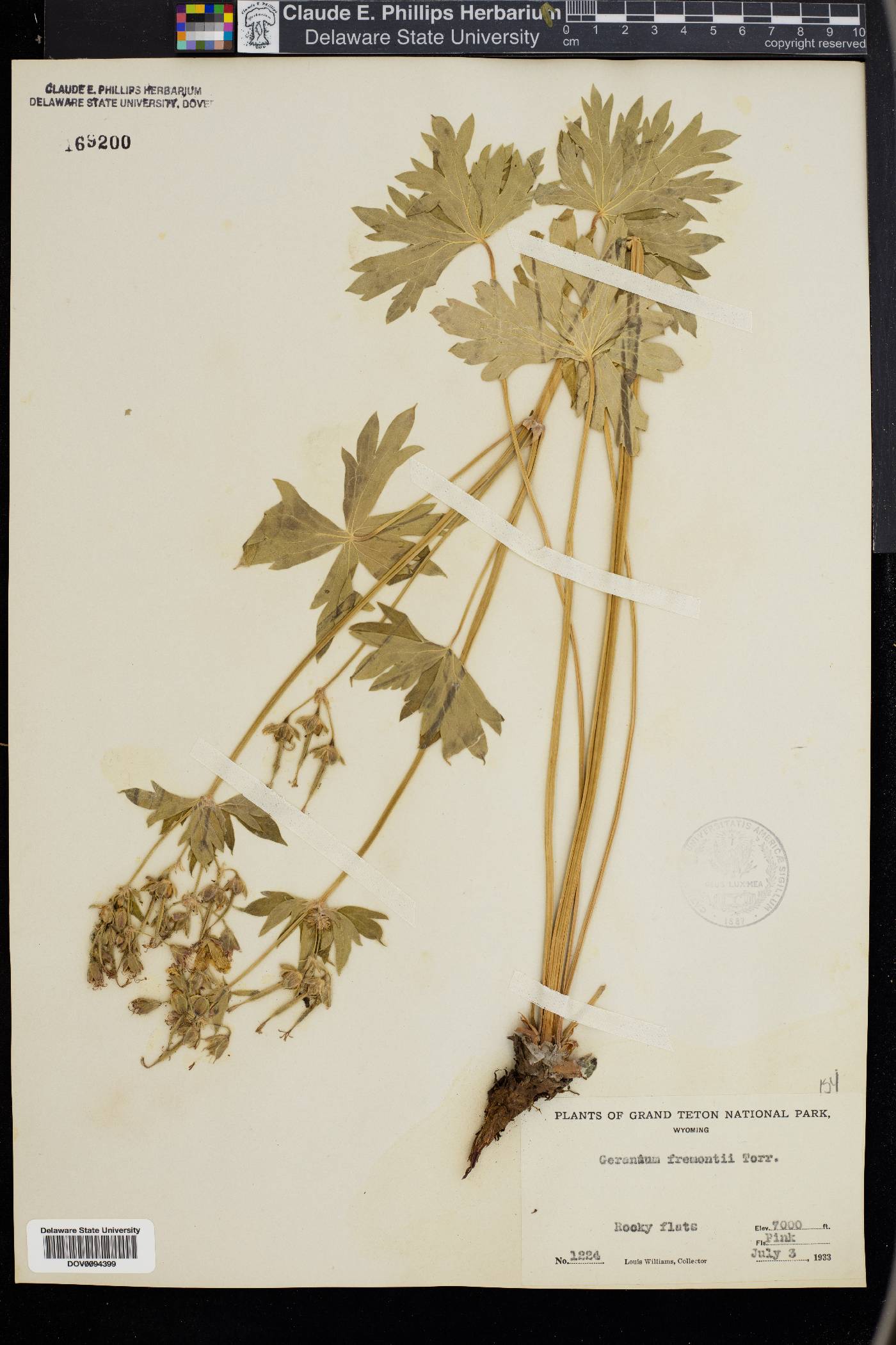 Geranium incisum image