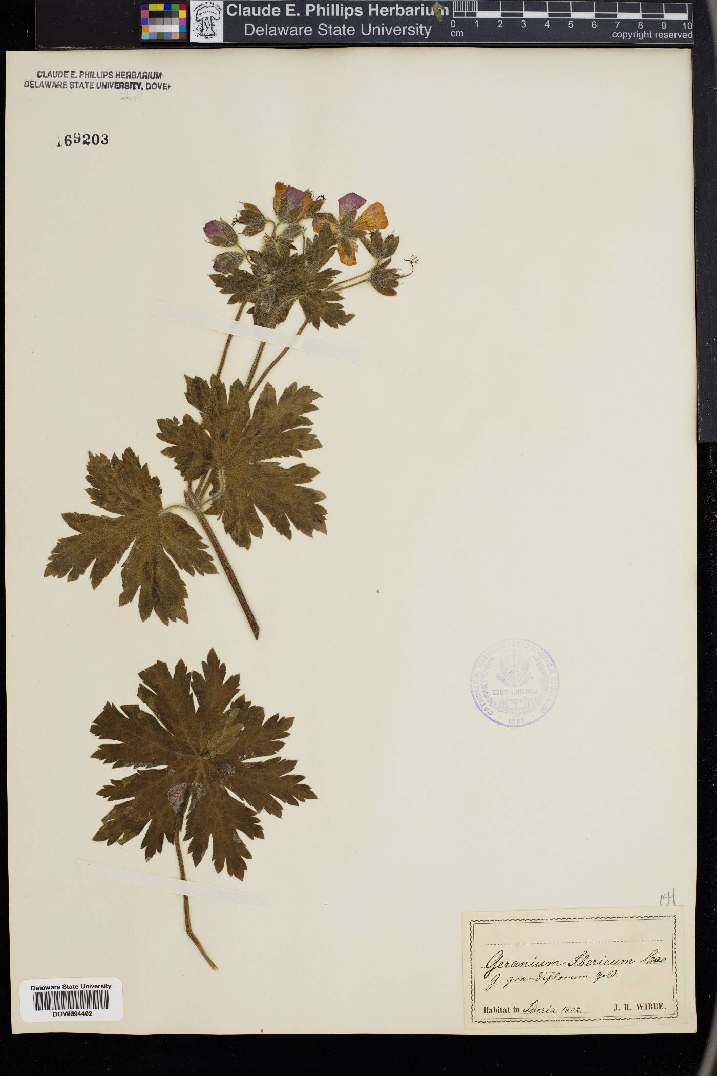 Geranium incisum image