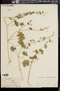 Geranium molle image