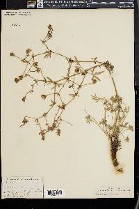Geranium niveum image
