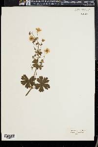 Geranium pyrenaicum image