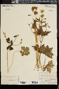 Geranium richardsonii image