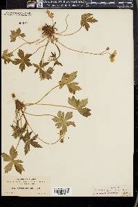 Geranium richardsonii image