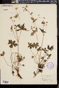 Geranium richardsonii image