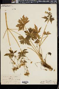 Geranium richardsonii image