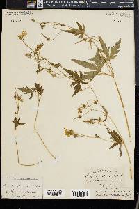 Geranium richardsonii image