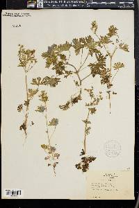 Geranium robertianum image