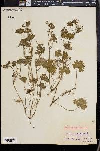 Geranium rotundifolium image