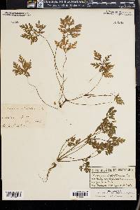 Geranium robertianum image