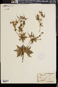 Geranium sylvaticum image
