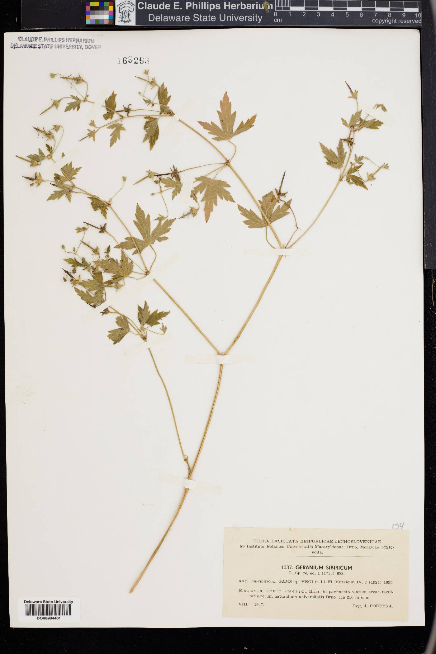 Geranium sibiricum image
