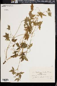 Geranium sibiricum image