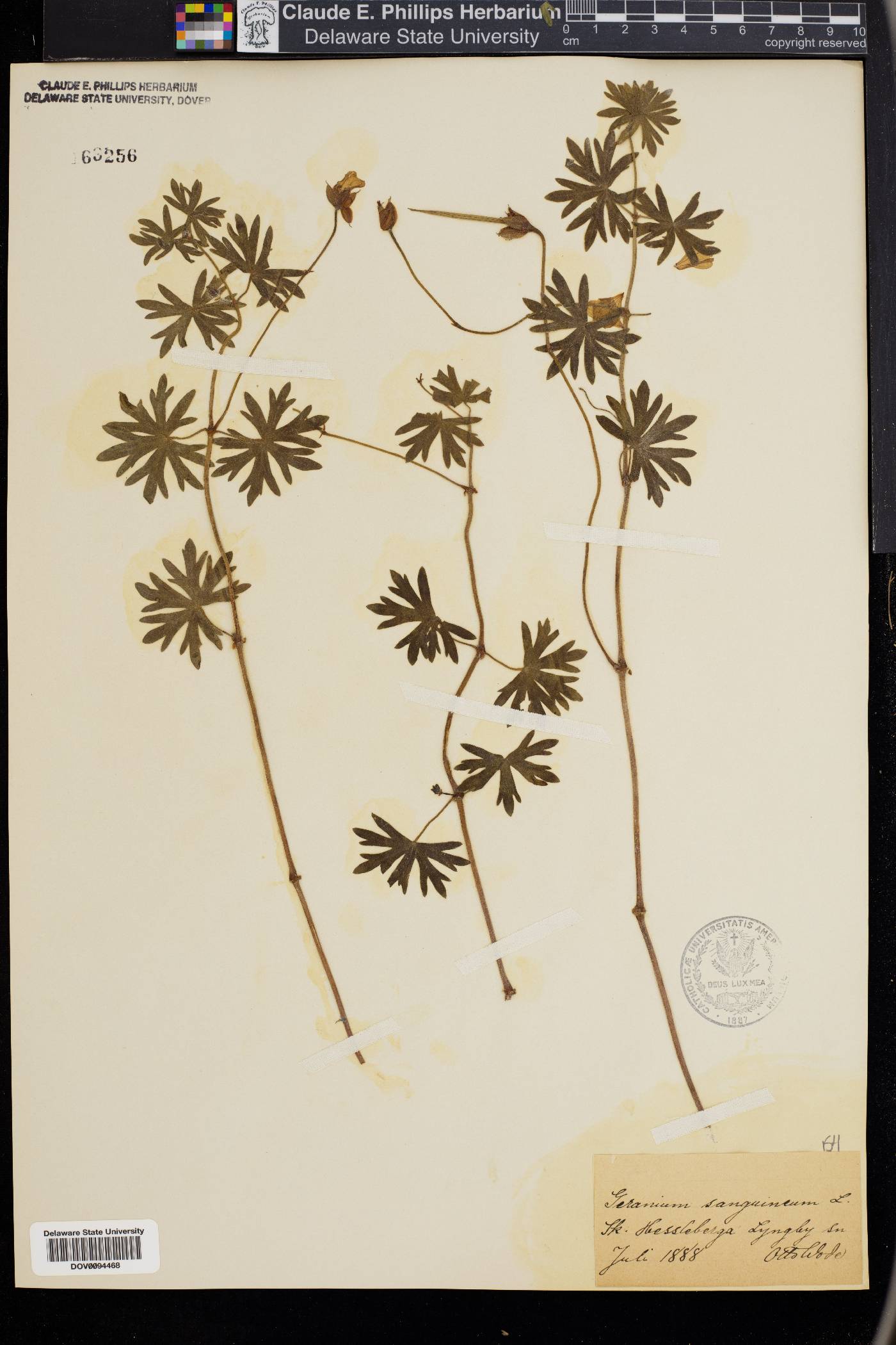 Geranium sanguineum image