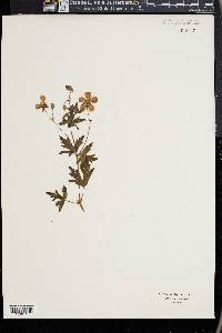Geranium sylvaticum image