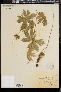 Geranium sylvaticum image