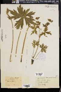 Geranium viscosissimum image