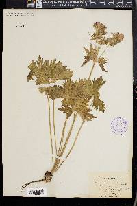 Geranium viscosissimum image