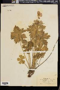 Geranium viscosissimum image