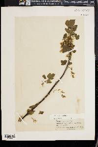 Ribes americanum image