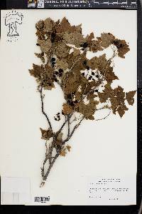 Ribes americanum image